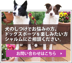 犬のしつけ、ドッグスポーツのことお問い合わせください。